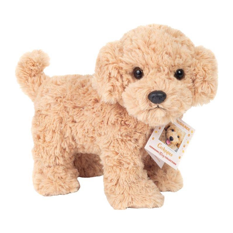 cockapoo-stehend-ca-23-cm.jpg